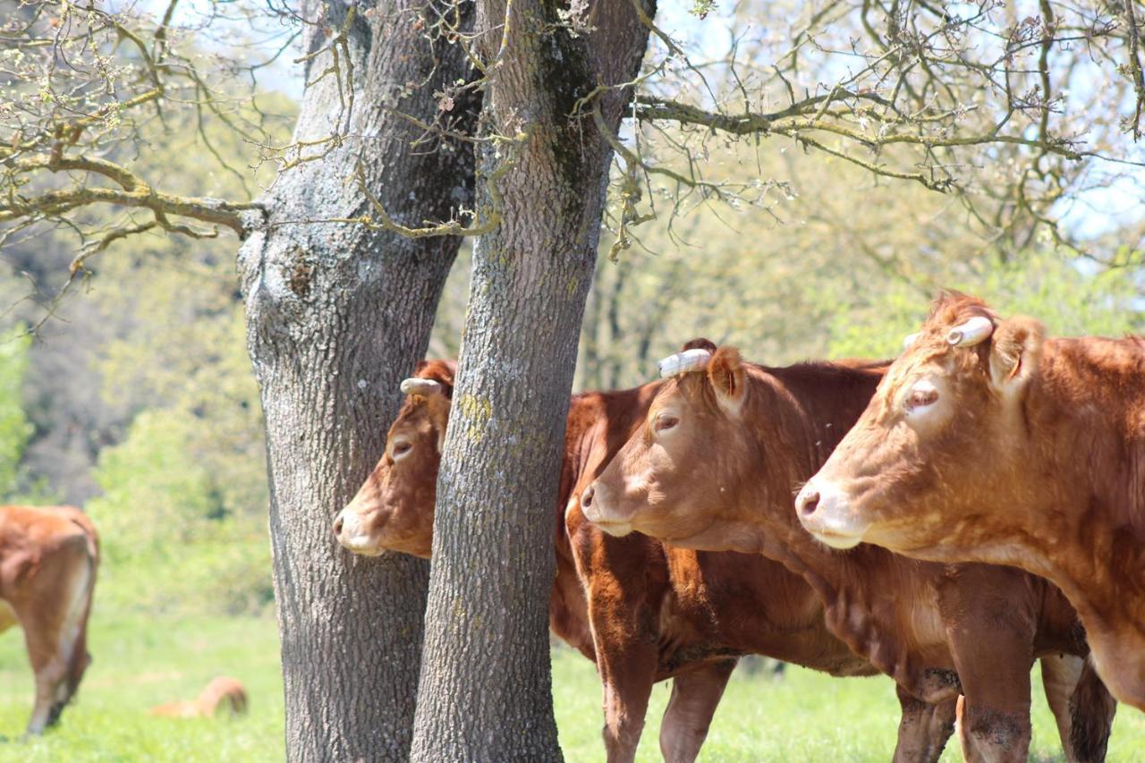 Gites Et Roulottes Au Domaine De La Trille Sainte-Foi ภายนอก รูปภาพ